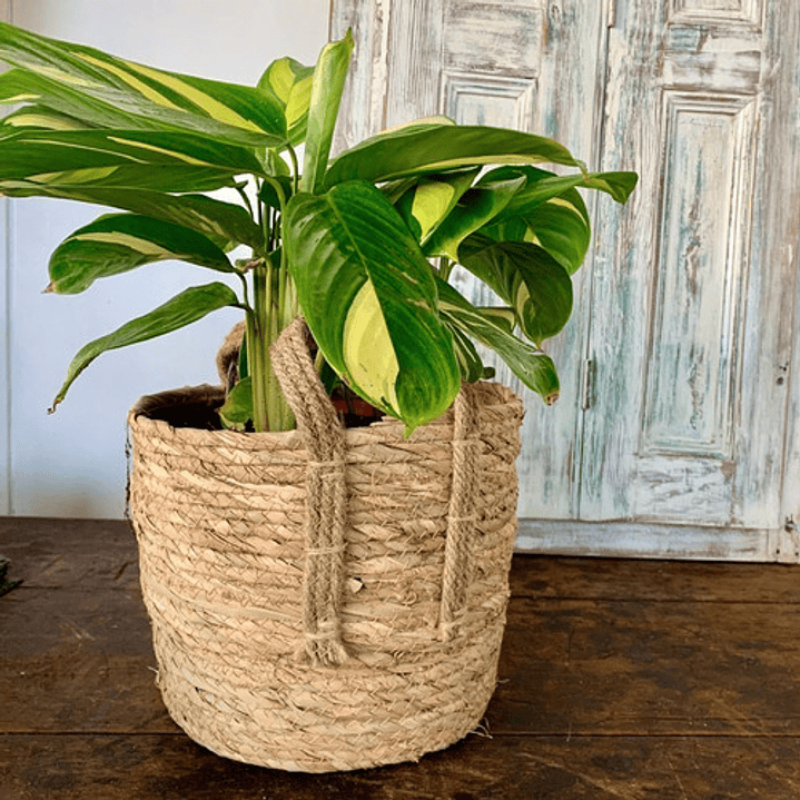 Maranta Arundinacea / Planta Obediente / Planta De Interior 2