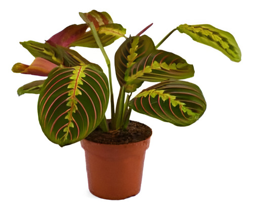 Maranta Leuconera Grande Planta Interior Colgante 1