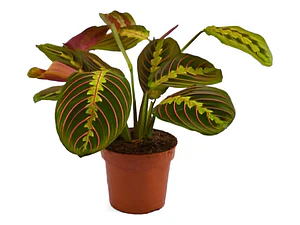 Maranta Leuconera Grande Planta Interior Colgante