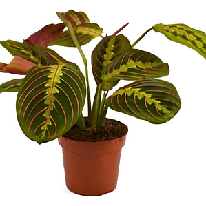 Maranta Leuconera Grande Planta Interior Colgante