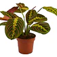 Maranta Leuconera Grande Planta Interior Colgante - Miniatura 1