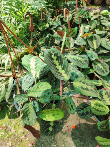Maranta Leuconera Grande Planta Interior Colgante 2