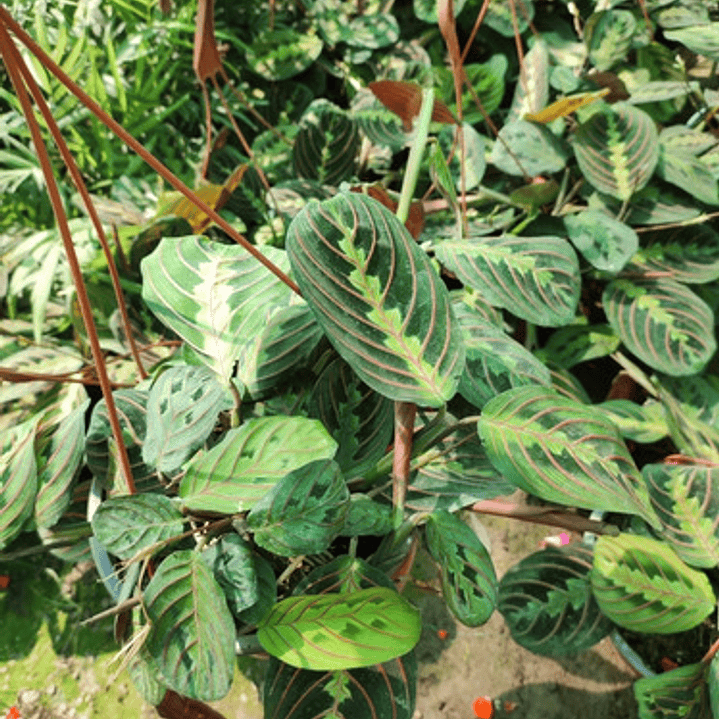 Maranta Leuconera Grande Planta Interior Colgante 2