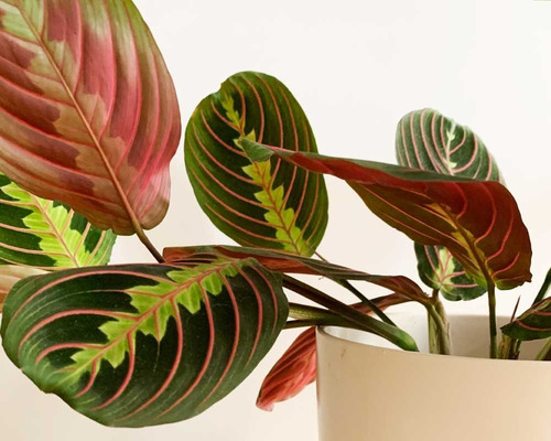 Maranta Leuconera Grande Planta Interior Colgante 3
