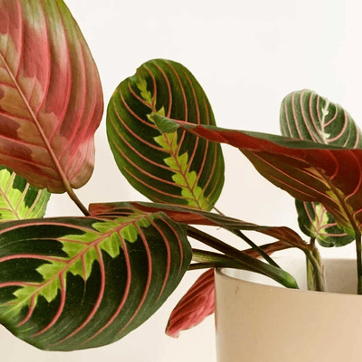 Maranta Leuconera Grande Planta Interior Colgante 3