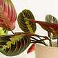 Maranta Leuconera Grande Planta Interior Colgante - Miniatura 3