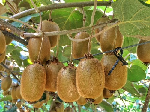 Kiwi Hayward Árbol  Planta Frutal  1