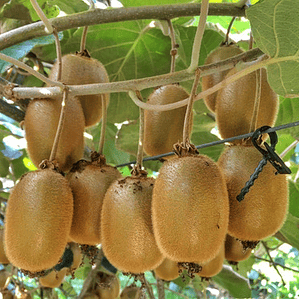 Kiwi Hayward Árbol  Planta Frutal 