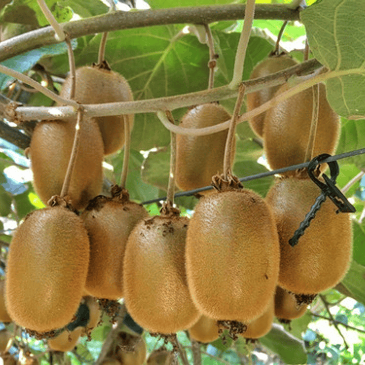 Kiwi Hayward Árbol  Planta Frutal  1