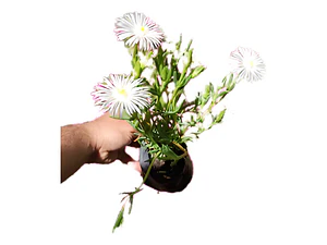 Pack 15 Rayitos De Sol Blanco Planta Ornamental Flor