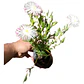 Pack 15 Rayitos De Sol Blanco Planta Ornamental Flor - Miniatura 1