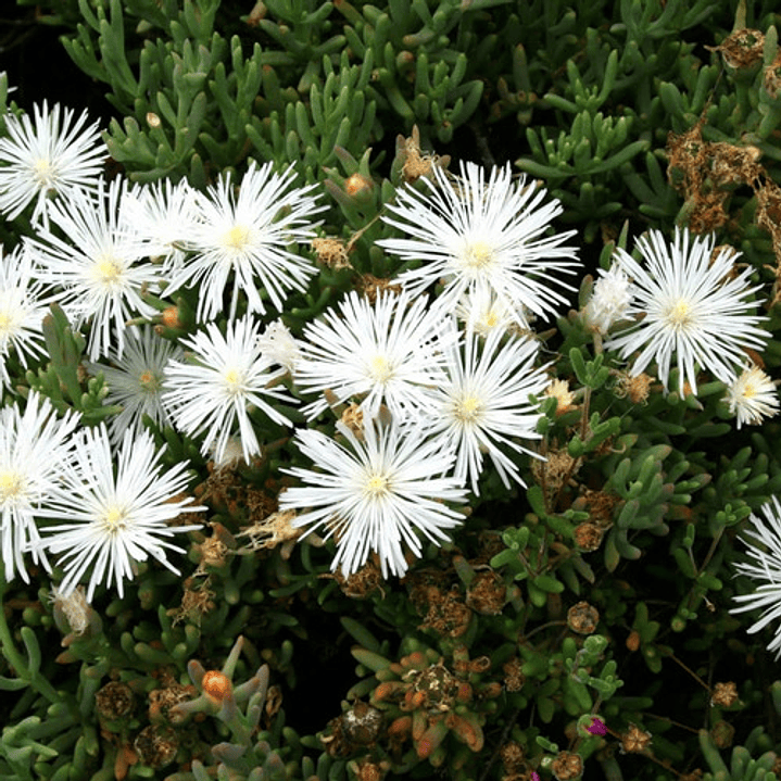 Pack 15 Rayitos De Sol Blanco Planta Ornamental Flor 2