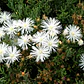 Pack 15 Rayitos De Sol Blanco Planta Ornamental Flor - Miniatura 2