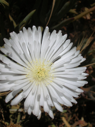 Pack 15 Rayitos De Sol Blanco Planta Ornamental Flor 3