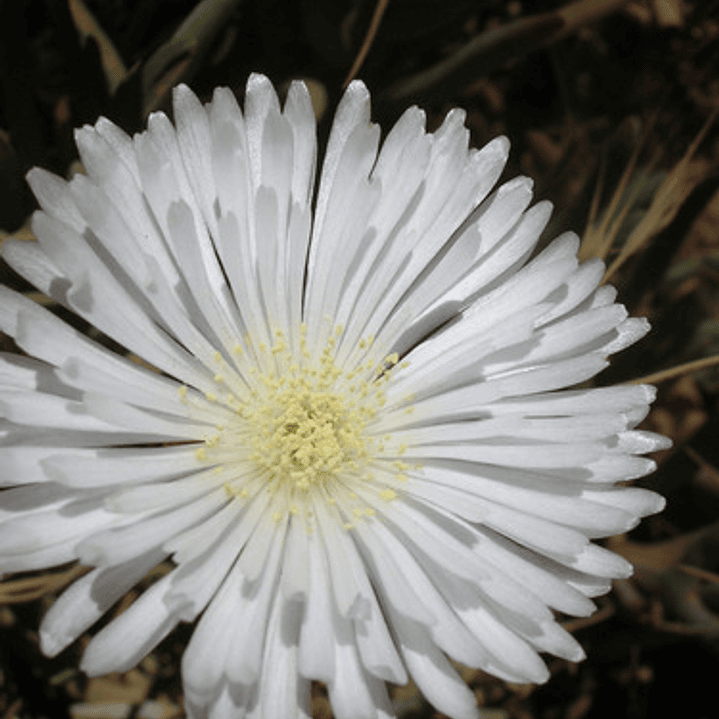 Pack 15 Rayitos De Sol Blanco Planta Ornamental Flor 3