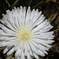 Pack 15 Rayitos De Sol Blanco Planta Ornamental Flor - Miniatura 3