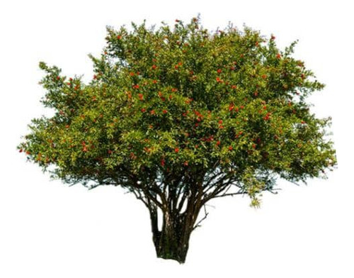 Granado Árbol Frutal Granada 1