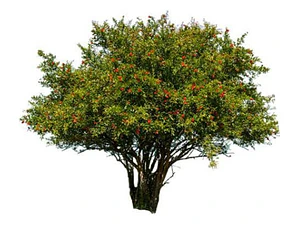 Granado Árbol Frutal Granada