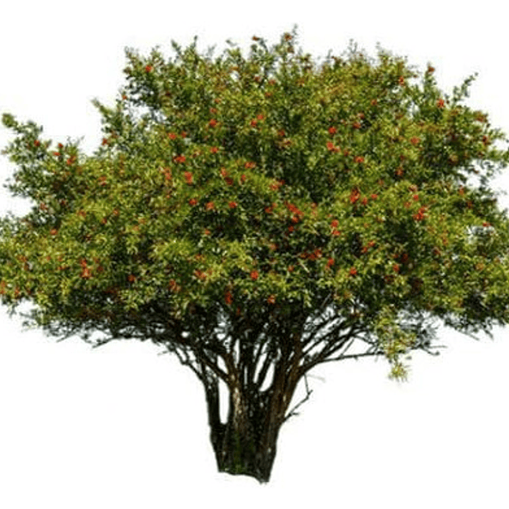 Granado Árbol Frutal Granada 1