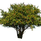 Granado Árbol Frutal Granada - Miniatura 1