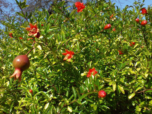 Granado Árbol Frutal Granada 2