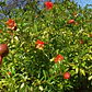 Granado Árbol Frutal Granada - Miniatura 2