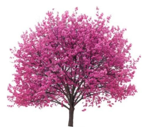 Árbol De Judea Xl Árbol Del Amor Judas Ornamental 1
