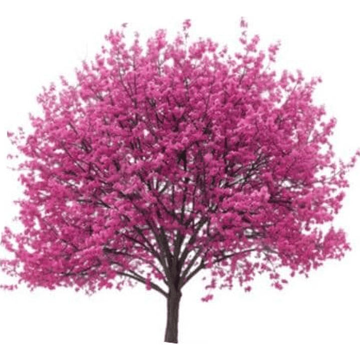 Árbol De Judea Xl Árbol Del Amor Judas Ornamental 1