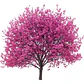 Árbol De Judea Xl Árbol Del Amor Judas Ornamental - Miniatura 1