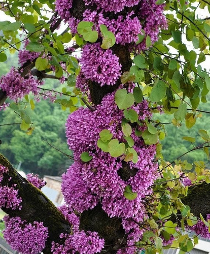 Árbol De Judea Xl Árbol Del Amor Judas Ornamental 5