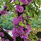 Árbol De Judea Xl Árbol Del Amor Judas Ornamental - Miniatura 5