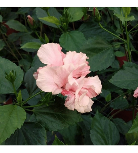 Hibisco Hibiscus Rosado Doble Arbusto Ornamental Flor 1