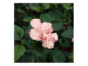 Hibisco Hibiscus Rosado Doble Arbusto Ornamental Flor