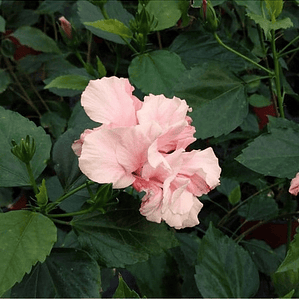 Hibisco Hibiscus Rosado Doble Arbusto Ornamental Flor