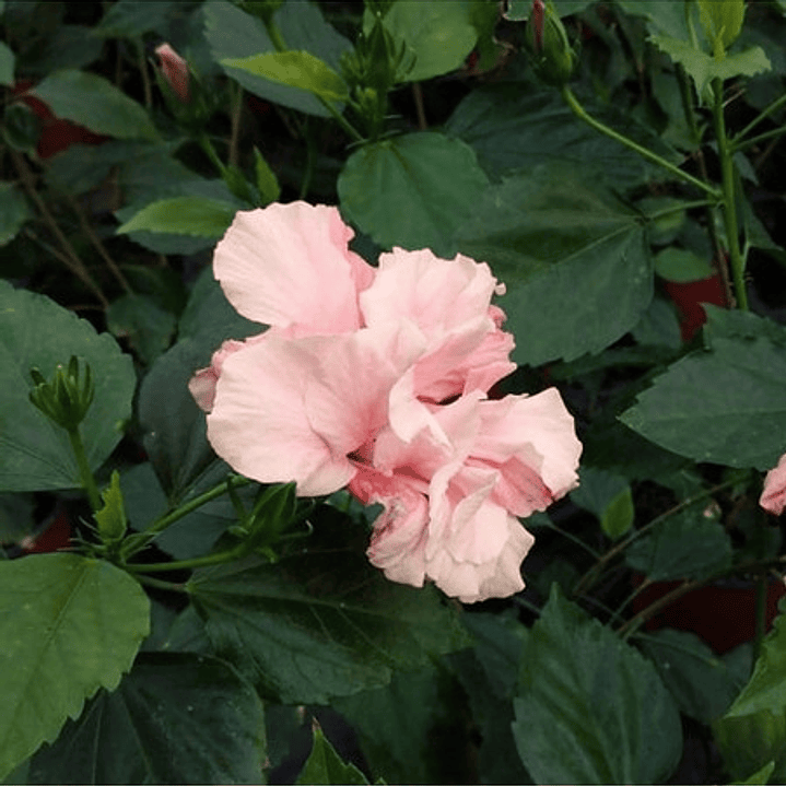 Hibisco Hibiscus Rosado Doble Arbusto Ornamental Flor 1