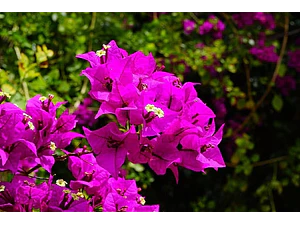 Bugunvillea Fuscia Pequeña Planta Ornamental Trepadora