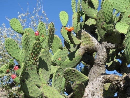 Opuntia Tomentosa Cactus Nopal Tuna Ornamental 1