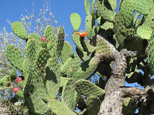 Opuntia Tomentosa Cactus Nopal Tuna Ornamental