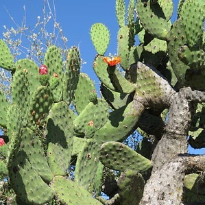 Opuntia Tomentosa Cactus Nopal Tuna Ornamental