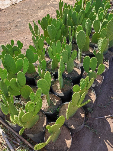 Opuntia Tomentosa Cactus Nopal Tuna Ornamental 2