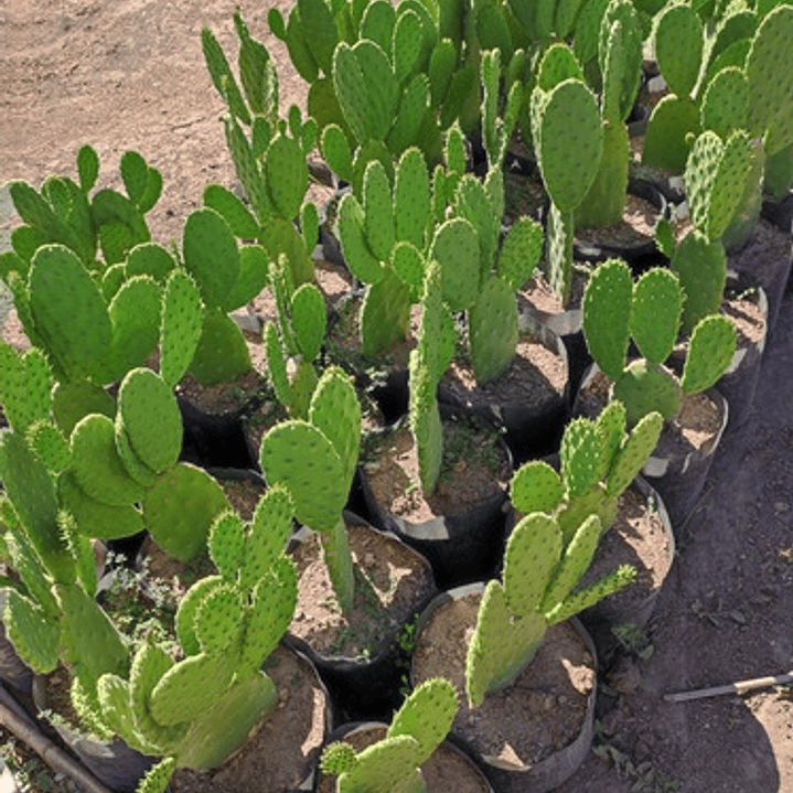 Opuntia Tomentosa Cactus Nopal Tuna Ornamental 2