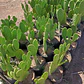 Opuntia Tomentosa Cactus Nopal Tuna Ornamental - Miniatura 2