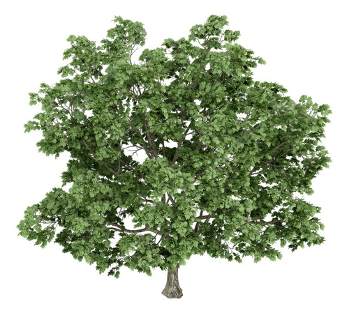 Acer Platanoides Árbol Ornamental 1