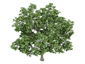 Acer Platanoides Árbol Ornamental