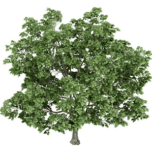 Acer Platanoides Árbol Ornamental