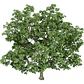 Acer Platanoides Árbol Ornamental - Miniatura 1
