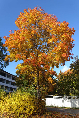 Acer Platanoides Árbol Ornamental 2