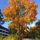 Acer Platanoides Árbol Ornamental - Miniatura 2