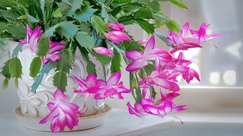 Pata De Jaiba Planta Cactus Suculenta Ornamental 1