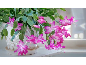 Pata De Jaiba Planta Cactus Suculenta Ornamental